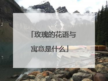 玫瑰的花语与寓意是什么