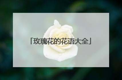 玫瑰花的花语大全