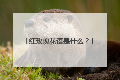 红玫瑰花语是什么？