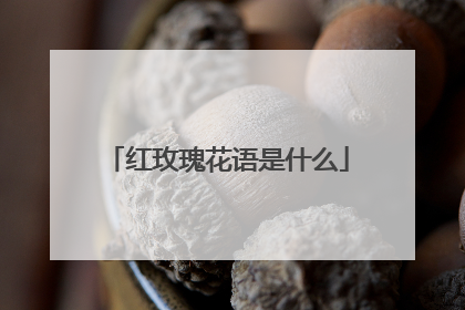 红玫瑰花语是什么