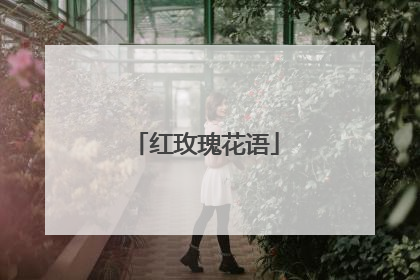 红玫瑰花语