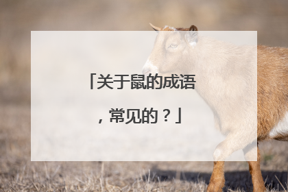 关于鼠的成语,常见的?