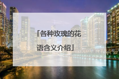 各种玫瑰的花语含义介绍