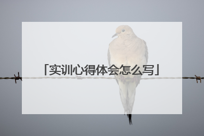 实训心得体会怎么写
