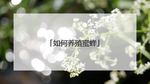 如何养殖蜜蜂