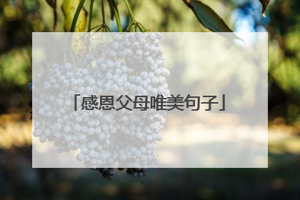 感恩父母唯美句子