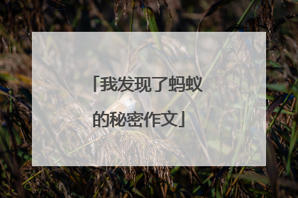 我发现了蚂蚁的秘密作文