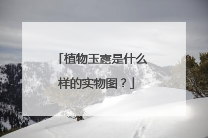 植物玉露是什么样的实物图?