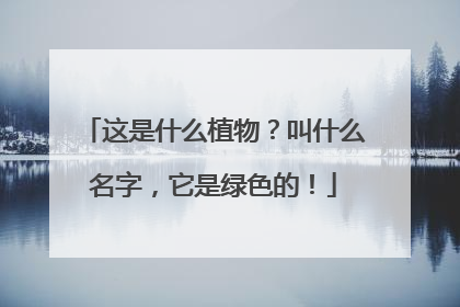 这是什么植物?叫什么名字,它是绿色的!