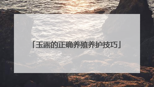 玉露的正确养殖养护技巧