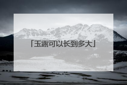 玉露可以长到多大