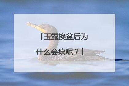 玉露换盆后为什么会瘪呢？