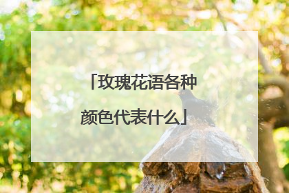 玫瑰花语各种颜色代表什么