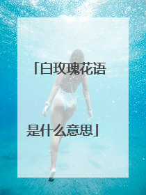 白玫瑰花语是什么意思
