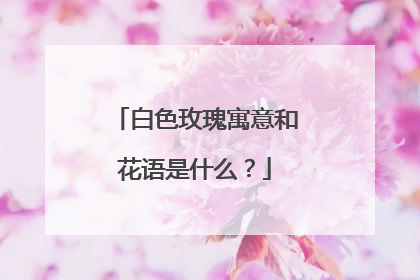白色玫瑰寓意和花语是什么？