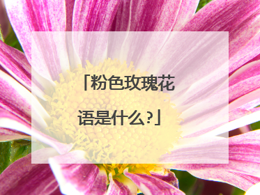 粉色玫瑰花语是什么?