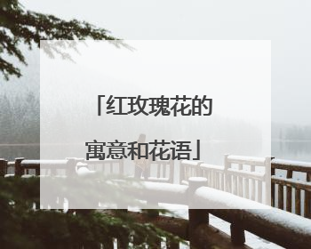 红玫瑰花的寓意和花语