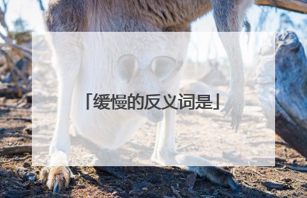 缓慢的反义词是