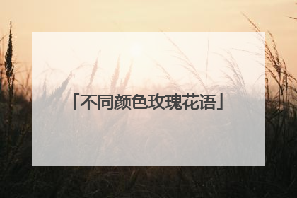 不同颜色玫瑰花语