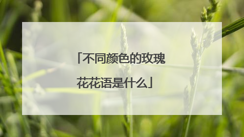 不同颜色的玫瑰花花语是什么