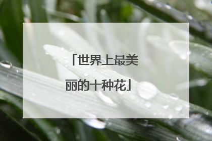 世界上最美丽的十种花