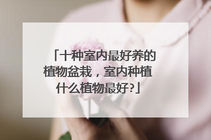 十种室内最好养的植物盆栽,室内种植什么植物最好?