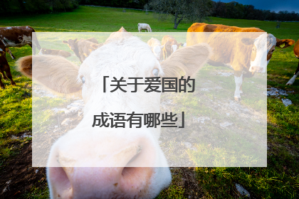 关于爱国的成语有哪些