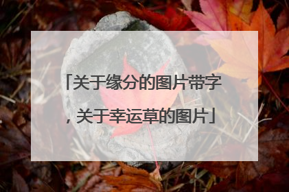 关于缘分的图片带字，关于幸运草的图片