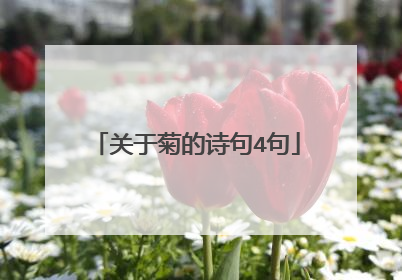 关于菊的诗句4句