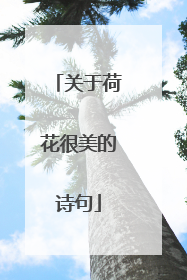 关于荷花很美的诗句