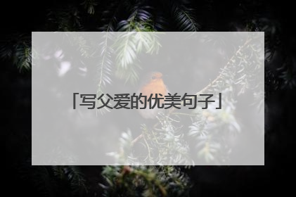 写父爱的优美句子