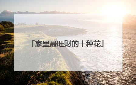 家里最旺财的十种花