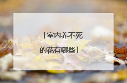 室内养不死的花有哪些