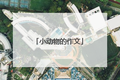 小动物的作文
