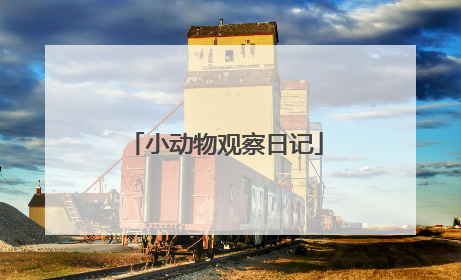小动物观察日记