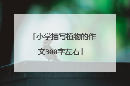 小学描写植物的作文300字左右