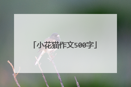 小花猫作文500字