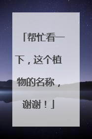 帮忙看一下，这个植物的名称，谢谢！