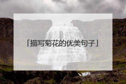 描写菊花的优美句子