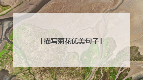 描写菊花优美句子