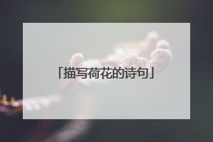 描写荷花的诗句