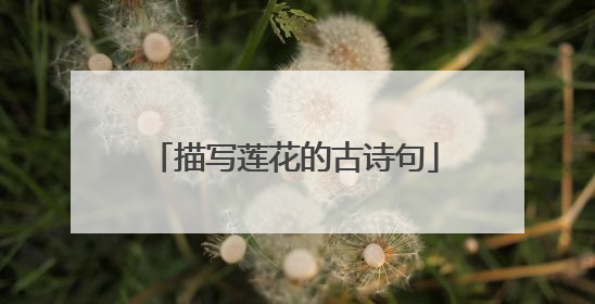 描写莲花的古诗句