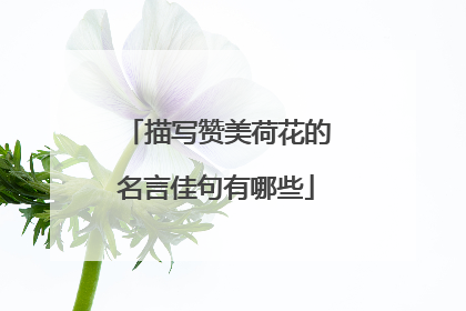 描写赞美荷花的名言佳句有哪些