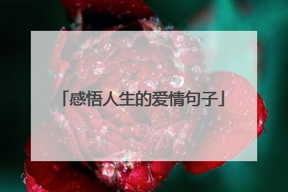 感悟人生的爱情句子