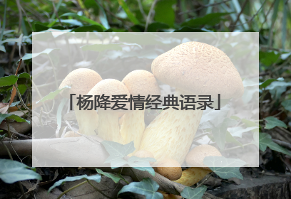 杨降爱情经典语录