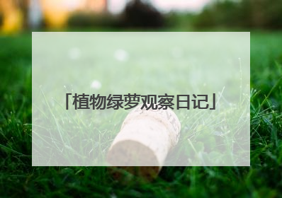 植物绿萝观察日记