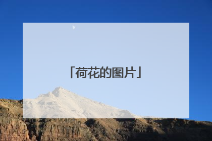 荷花的图片
