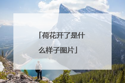 荷花开了是什么样子图片
