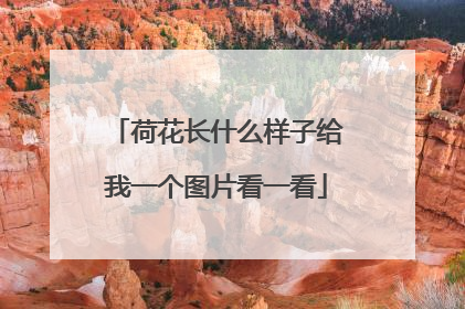 荷花长什么样子给我一个图片看一看