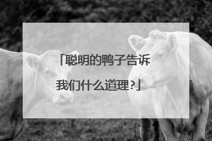 聪明的鸭子告诉我们什么道理?